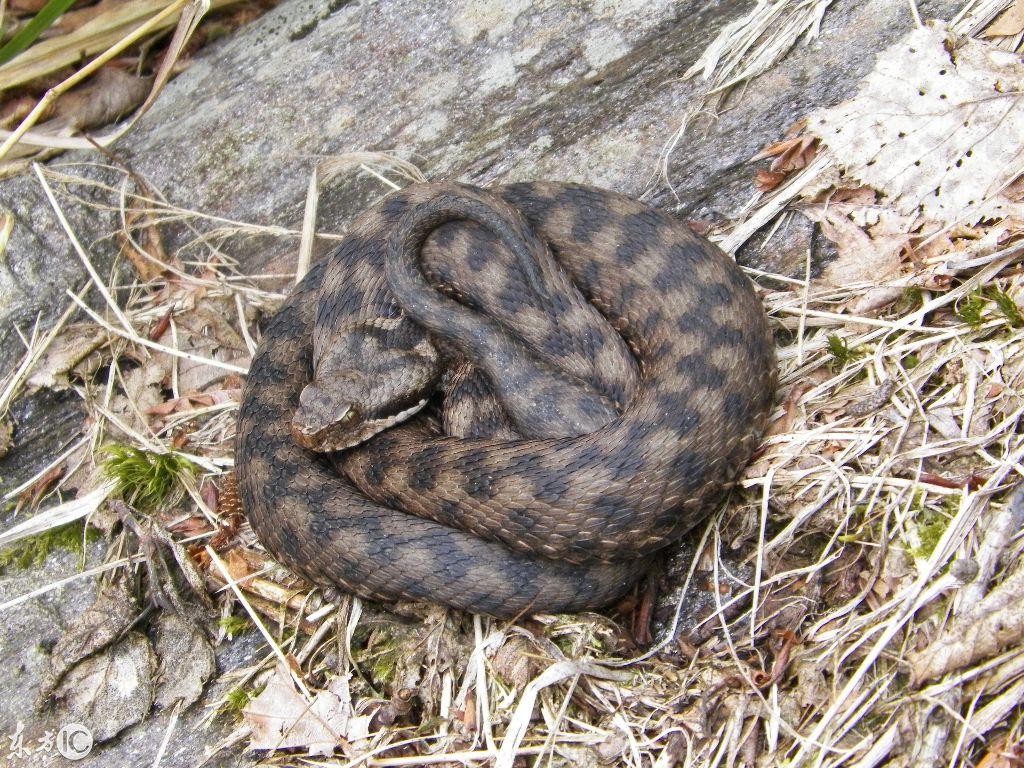 东北明珠,吉林——历史长河的璀璨瑰宝